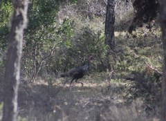 Meleagris gallopavo intermedia