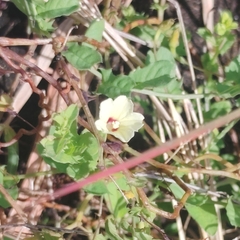 Xenostegia tridentata, photograph (c) Paulmathi Vinod, some rights reserved (CC BY)