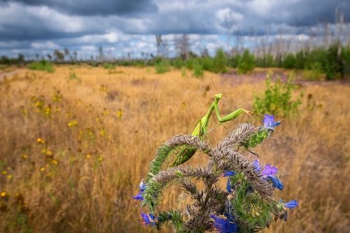European Mantis