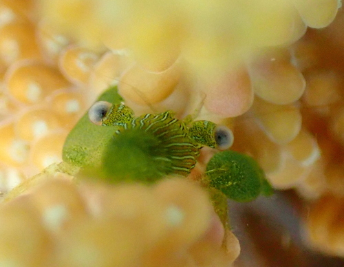 Coralliocaris graminea observed 2026-08-26
