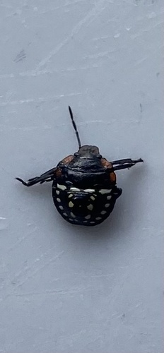 Southern Green Stink Bug