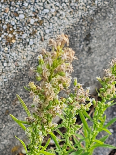 horseweed