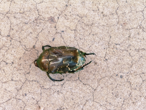 Oriental Flower Beetle