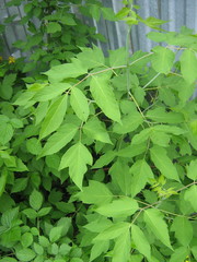 Acer negundo