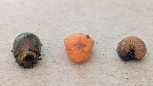 greater St. John's wort beetle