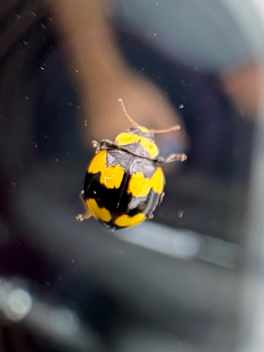 Fungus-eating ladybird