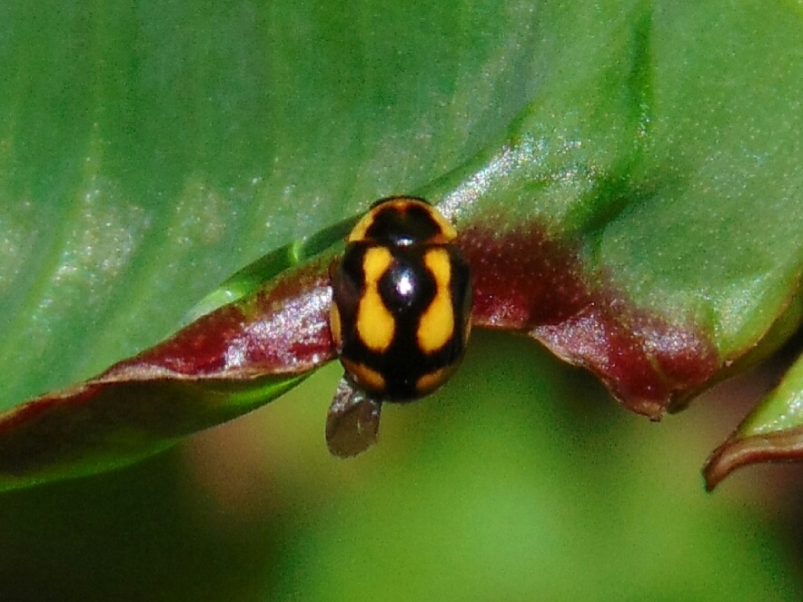 Cyrea