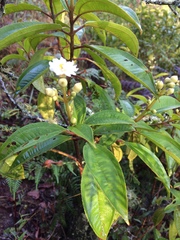 Miconia xalapensis