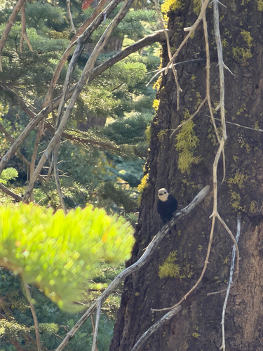 iNaturalist observation photo of White-headed Woodpecker