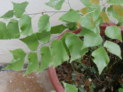 Adiantum peruvianum