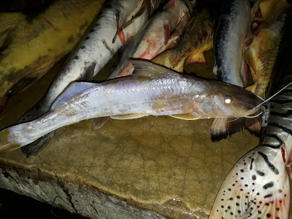 Megalonema platanum