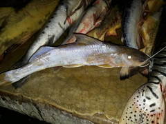 Megalonema platanum