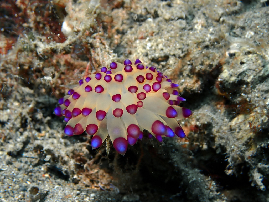 Harlequin Flame