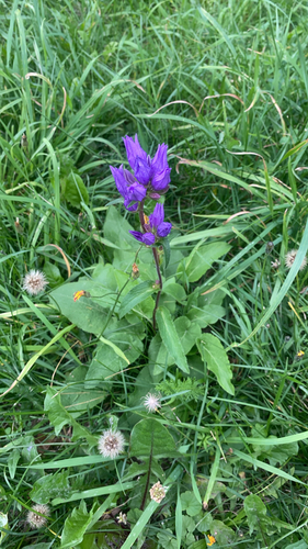 clustered bellflower