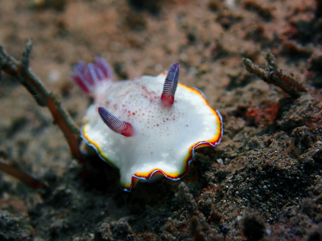 Goniobranchus preciosus