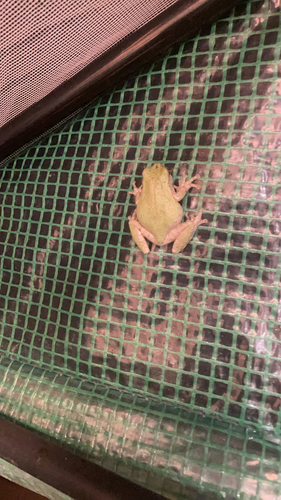 Spring Peeper