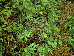 Alectryon excelsus excelsus