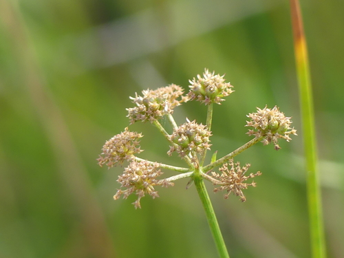 Oenanthe lachenalii, photograph 6