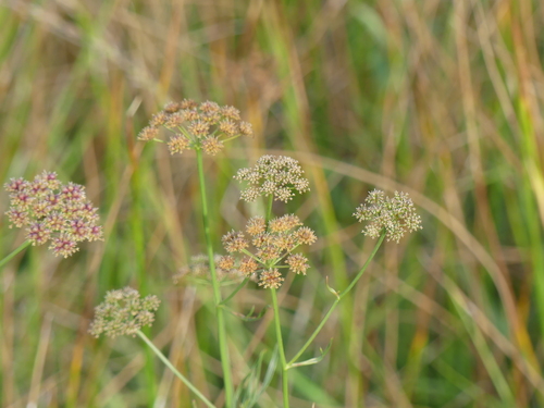 Oenanthe lachenalii, photograph 5