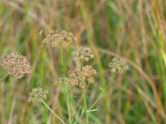 Oenanthe lachenalii, photograph (c) DDutrey, some rights reserved (CC BY)