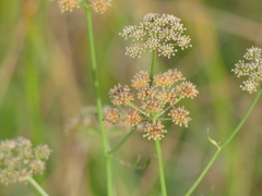 Oenanthe lachenalii, photograph (c) DDutrey, some rights reserved (CC BY)