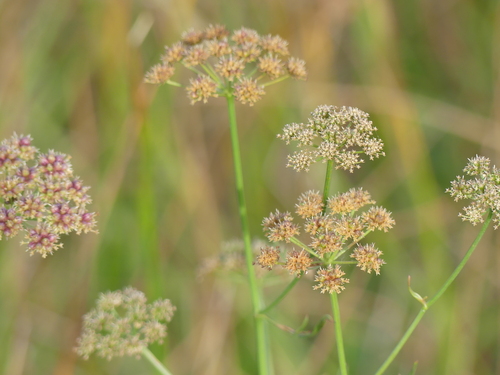 Oenanthe lachenalii, photograph 2