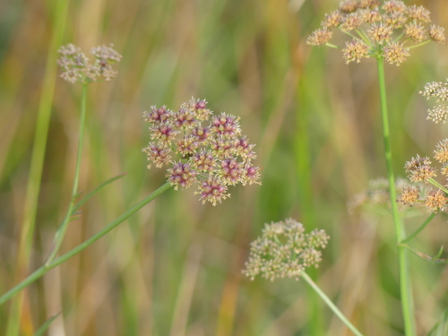 Oenanthe lachenalii, photograph 1