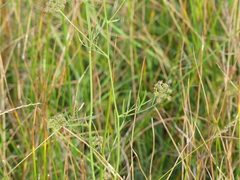Oenanthe lachenalii