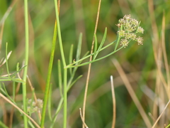 Oenanthe lachenalii, photograph (c) DDutrey, some rights reserved (CC BY)