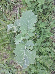 Brassica oleracea, photograph (c) Pluto Hooper, some rights reserved (CC BY)