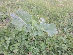 Brassica oleracea, photograph (c) Pluto Hooper, some rights reserved (CC BY)