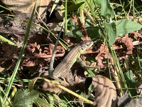 Sand Lizard