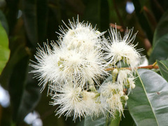 Syzygium samarangense