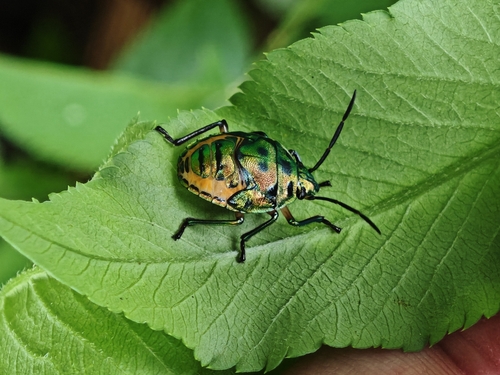 Mangrove jewel bug