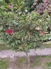 Calliandra trinervia
