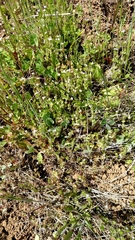 Scandix pecten-veneris