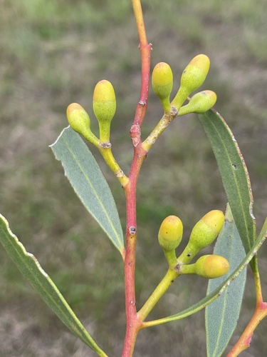 Goldfields White Mallee