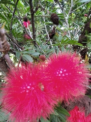 Calliandra trinervia