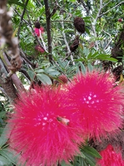 Calliandra trinervia