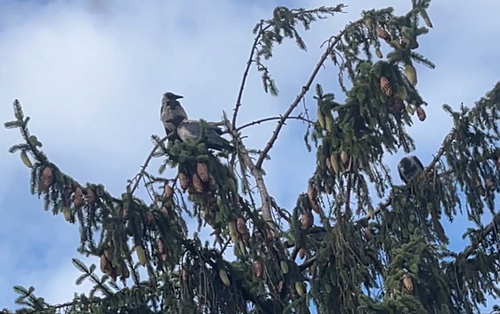 Hooded Crow