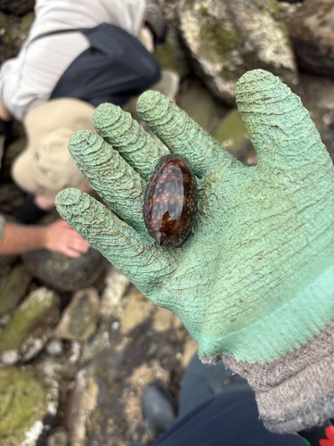 Macrocypraea cervinetta observed 2026-08-16