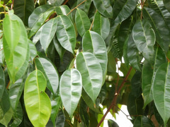 Syzygium samarangense
