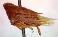 Calloconophora obliqua