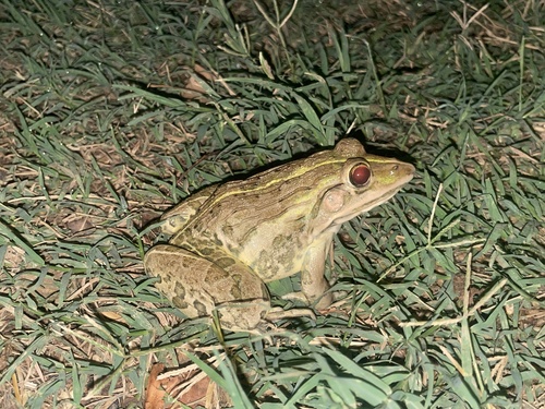 Indus Valley Bullfrog