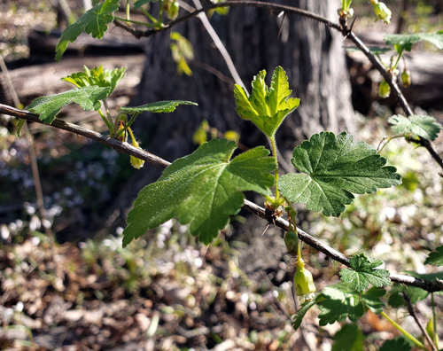 Eastern prickly gooseberry (Ribes cynosbati)