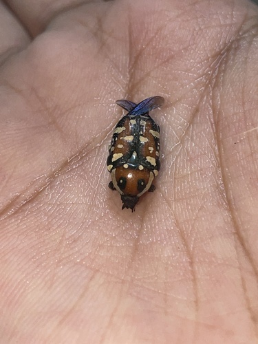 Indian Flower Chafer