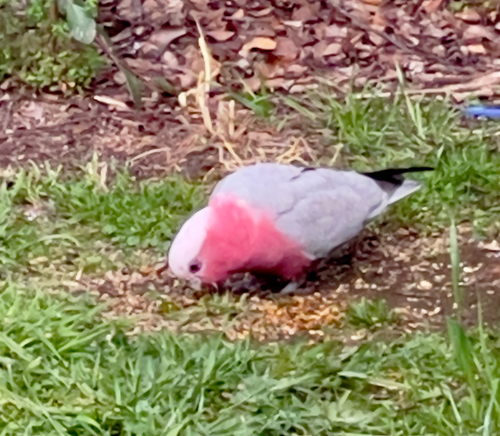 Galah