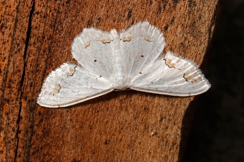Lace Border