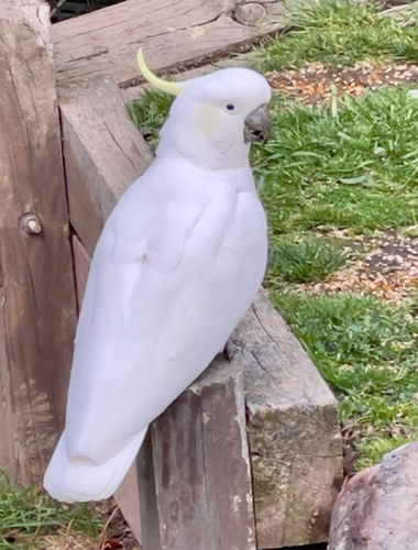 Sulphur-crested Cockatoo