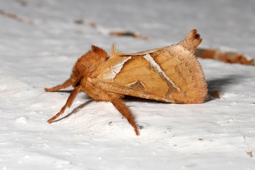 Orange Swift